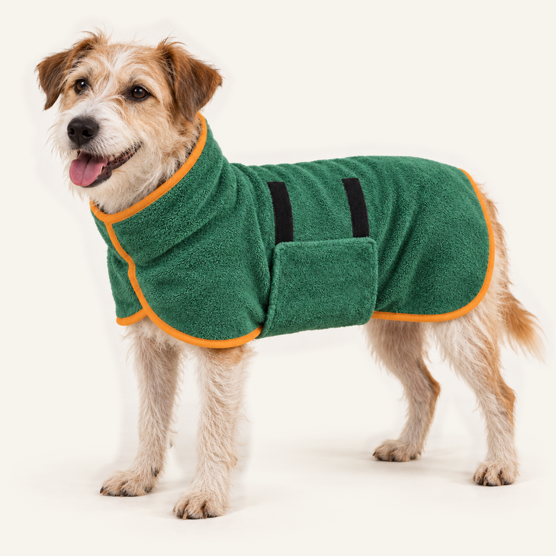 Adult dog wearing Green drying robe with orange edging and attached wrap